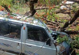 Gulmohar Tree Collapses on Van in Sattari, Vehicle Damaged 1 Screenshot 2026 05 26 135957