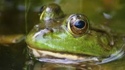 Goa Forest Department Warns Against Frog Hunting, Sale and Consumption; Violators Face Jail and Fine 1 Screenshot 2026 05 29 095512