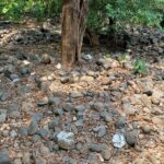 Used plastic plates littered near a stream inside Mhadei Wildlife Sanctuary