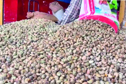 cashew3