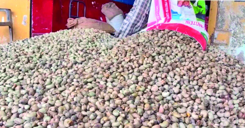 GOA'S CASHEW REVIVAL MEETS HARSH REALITY 1 cashew3