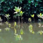 images 1 1