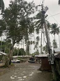 Coconut Tree Crashes Onto Two Houses In Canca, No Injuries Reported 1 images 1 21