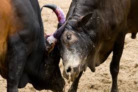 Police Halt Alleged Bullfight Between Carmona and Zalor 1 images 1 8