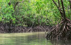 6,700+ ha along Goa's rivers marked for protection 1 images 1