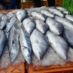 review fish 1