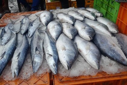 review fish 1