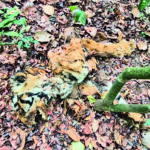 tiger carcass