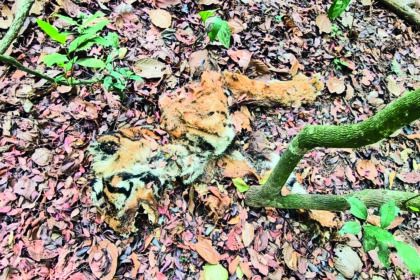 tiger carcass