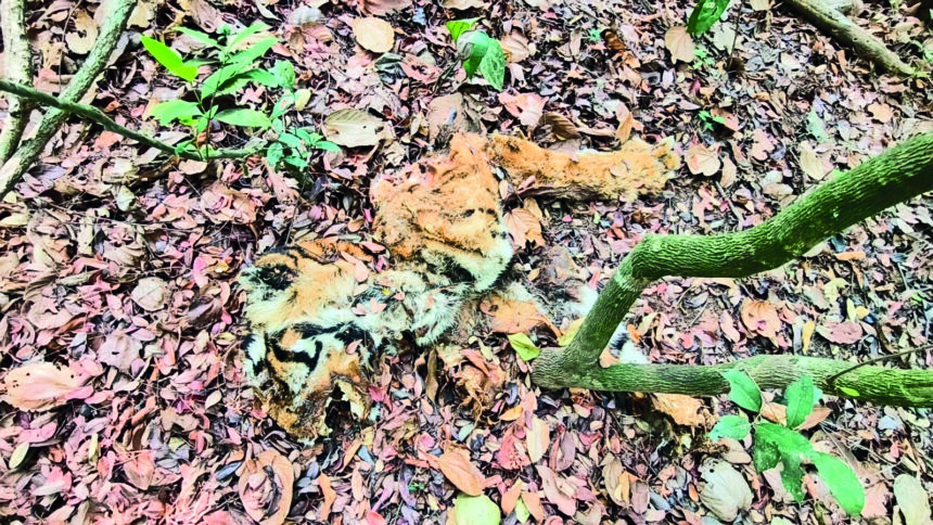 tiger carcass