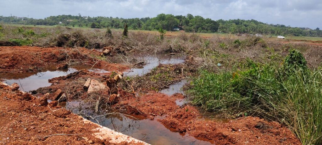 GCZMA inspects alleged large-scale Mangrove destruction along Moira Riverbank 2 1000001937