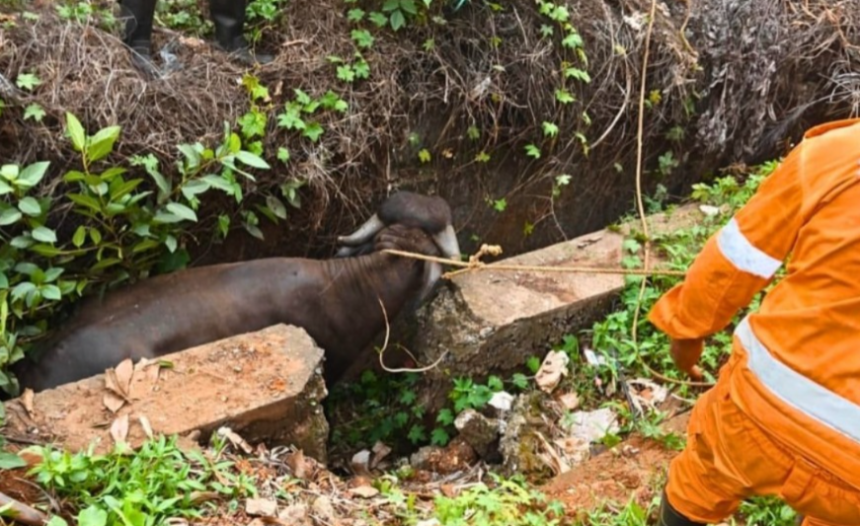 Buffalo Rescue Sparks Fresh Safety Concerns in Miramar 1 1000001948