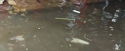 HEAVY RAINS TRIGGER WATERLOGGING IN MAPUSA MARKET, TRADERS RAISE CONCERNS 1 1000002332