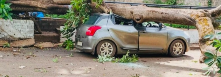 TREE TOPPLES ON PARKED CAR IN VASCO, NO INJURIES REPORTED 1 1000002372