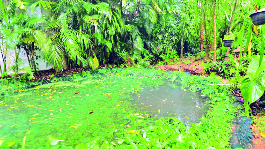 Water Conservation the Smart Way 2 Bog from Daniel Dsouzas garden put near Recharging Pits and Bogs
