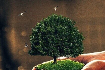 Diploma in Environmental Health 1745324059 1