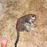 IMG 20251108 WA0080