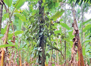 Goa’s ancestral Kulagars tapped for organic farming push 1 Screenshot 2026 06 02 081740