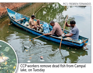 Dead fish float again, this time in Campal lake 1 Screenshot 2026 06 03 081251