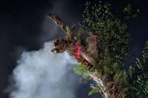 Fire Damages Hut and Jackfruit Tree in Sigonem, Valpoi; Swift Action by Firefighters Prevents Further Loss 1 Screenshot 2026 06 03 110849