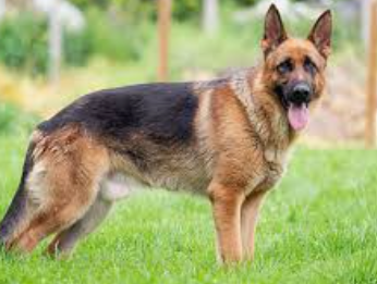 Stolen German Shepherd Traced to Seraulim After Social Media Alert; Animal Welfare Group Seeks FIR 1 Screenshot 2026 06 09 092204