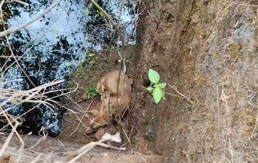 Dog Rescued from Well in Carona After Swift Action by Fire and Emergency Services and Local Residents 1 Screenshot 2026 06 11 142934