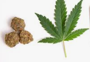 Raigad Police Book Two Senior Citizens, Including Goa EDM Figure, for Alleged Cannabis Consumption at Alibaug Party 1 Screenshot 2026 06 17 103644