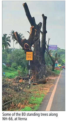 HC stays felling of 80 trees along NH-66 1 Screenshot 2026 06 19 080957