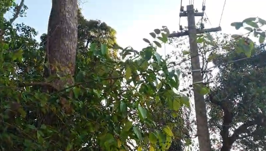 Residents Raise Alarm Over Dangerous Trees and Power Lines in Mainawada-Korgao, Urge Panchayat to Act 1 Screenshot 2026 06 19 101141