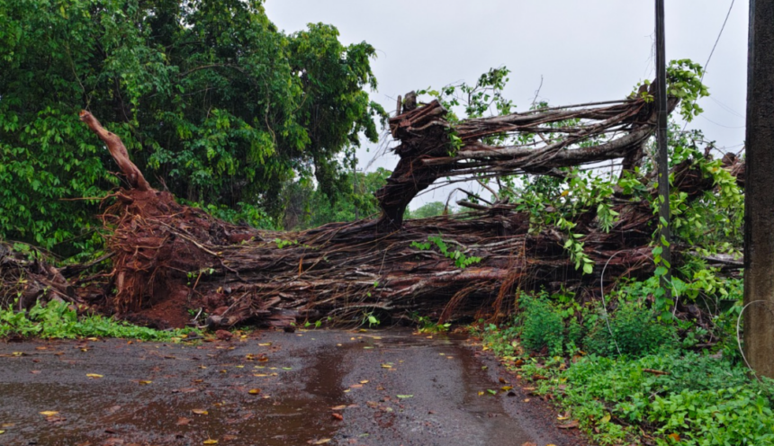 Heavy Rains Uproot Banyan Tree in Aldona, Damaging Power Lines and Causing Temporary Outage 1 Screenshot 2026 06 23 085032
