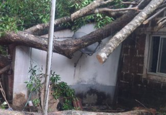 Jamun Tree Falls on House in Pilerne; FES Clears Debris, No Injuries Reported 1 Screenshot 2026 06 24 121204