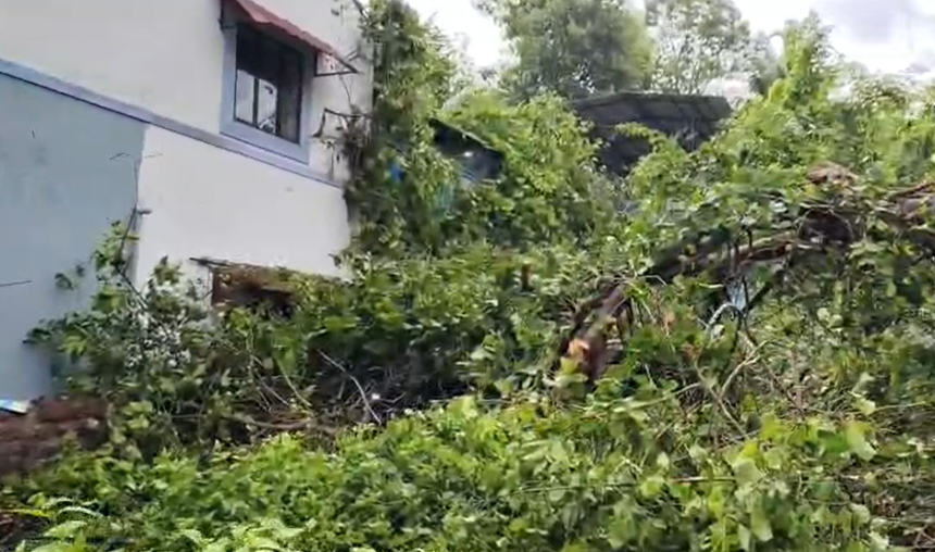 Huge Banyan Tree Branch Crashes Onto House in Aldona During Heavy Rain 1 Screenshot 2026 06 24 141655