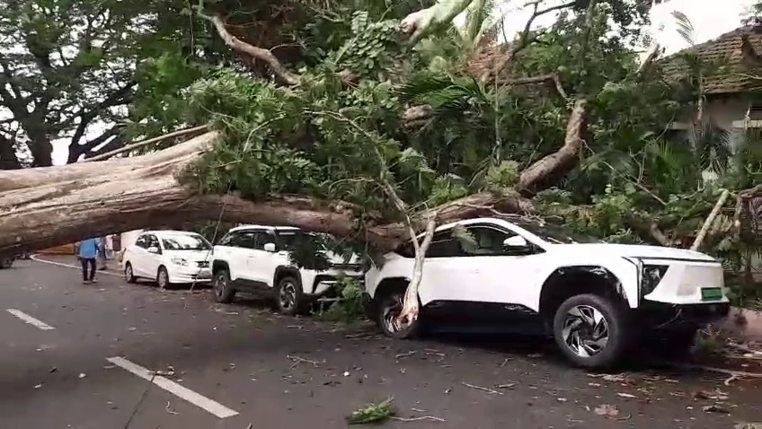 BREAKING: Huge tree crashes near CM residence in Panjim, vehicles crushed amid heavy rain 1 WhatsApp Image 2026 06 23 at 4.50.45 PM