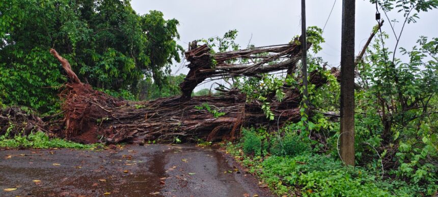HEAVY RAINS UPROOT MASSIVE BANYAN TREE IN ALDONA, POWER LINES DAMAGED 1 WhatsApp Image 2026 06 23 at 7.39.31 AM