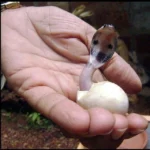 baby cobra emerging from its egg this little guy can spread v0 Ll vY3IoDVyryPvZ9sROgoL86rRPqOF53P14KWBKgH8 1