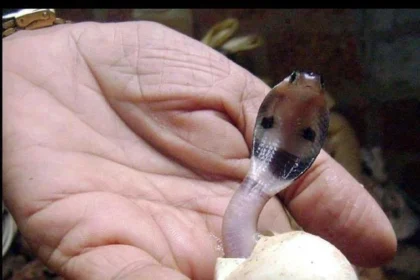 baby cobra emerging from its egg this little guy can spread v0 Ll vY3IoDVyryPvZ9sROgoL86rRPqOF53P14KWBKgH8 1