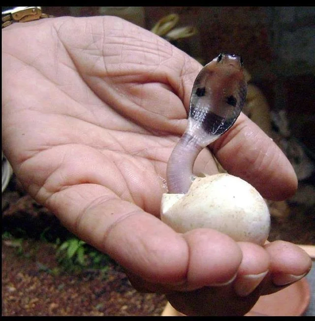 11 COBRA HATCHLINGS RELEASED INTO WILD AFTER SUCCESSFUL CONSERVATION EFFORT IN GOA 1 baby cobra emerging from its egg this little guy can spread v0 Ll vY3IoDVyryPvZ9sROgoL86rRPqOF53P14KWBKgH8 1