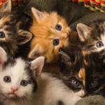 litter of cute five kittens laying on a blanket in 2025 02 09 00 24 48 utc