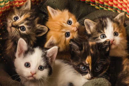 litter of cute five kittens laying on a blanket in 2025 02 09 00 24 48 utc