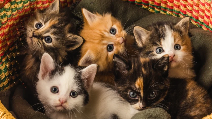 Socorro Cat Death Sparks Demand For Criminal Case Against Neighbour 1 litter of cute five kittens laying on a blanket in 2025 02 09 00 24 48 utc