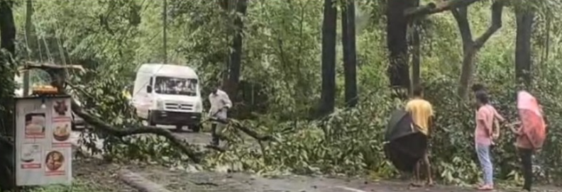Fallen tree briefly disrupts traffic on Mollem-Dudhsagar route 1 1000002608