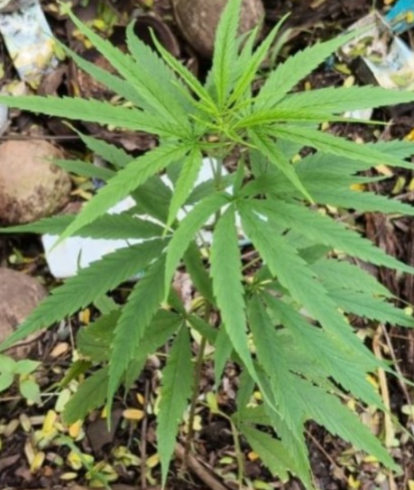 Mapusa Police Seize Suspected Ganja Plant, Send Sample for Forensic Examination 1 1000002711 1