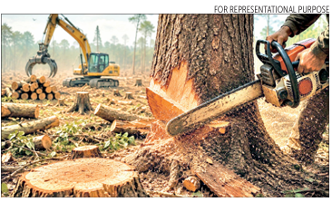 Mounting backlog: Trees felled, 45k replacements yet to be planted 1 Screenshot 2026 07 04 080213