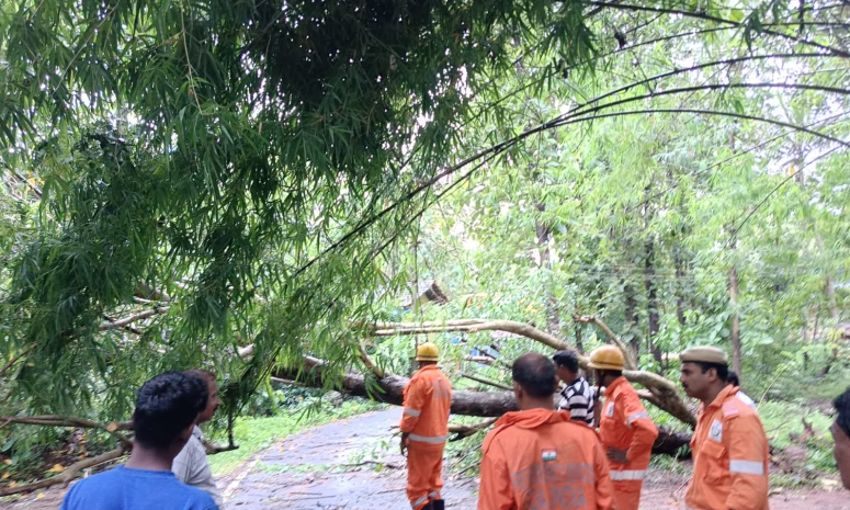 Fallen Tree Blocks Main Road at Kotambi in Quepem, Curchorem Firefighters Clear Traffic 1 Screenshot 2026 07 08 103155