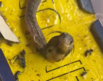 Baby Cobra and Skink Rescued from Glue Trap by RESQ Team and Goa Forest Department 1 Screenshot 2026 07 18 104327