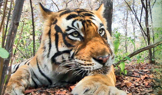 On International TIGER DAY ‘Looking for Sultan’ highlights why every tiger matters 1 Screenshot 2026 07 29 090657