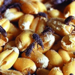 Damage status of Sitophilus granarius on wheat