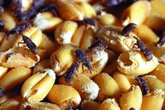 Damage status of Sitophilus granarius on wheat