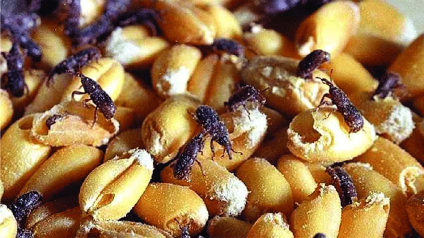 "Blackened, Damp Grains": Savoi Verem Locals Demand Ration Wheat Inspection 1 Damage status of Sitophilus granarius on wheat