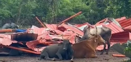 Goa Govt Tells High Court 108 Cattle Shifted from Dhyan Foundation Gaushala in Quepem to Bicholim Facility 1 Screenshot 2026 08 04 112334
